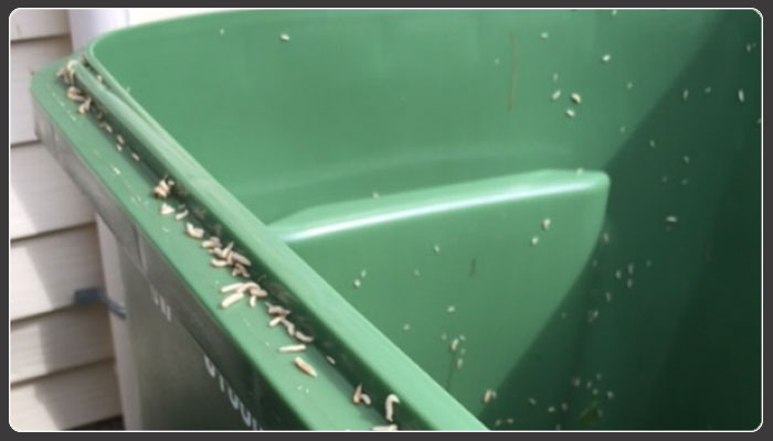 This is why Calgary residents are seeing maggots in their green waste bins: