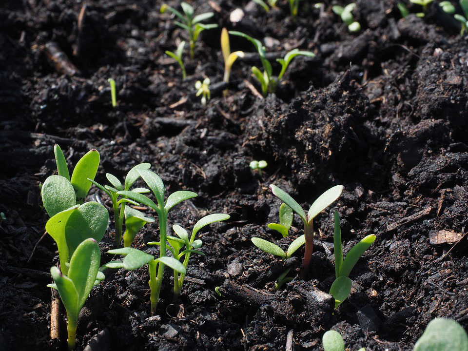 3 Ways to Maintain Healthy Soil for Plant Growth in the Summer Months
