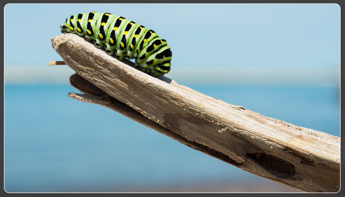 scientists-plan-to-mimic-plastic-loving-caterpillars-abilities