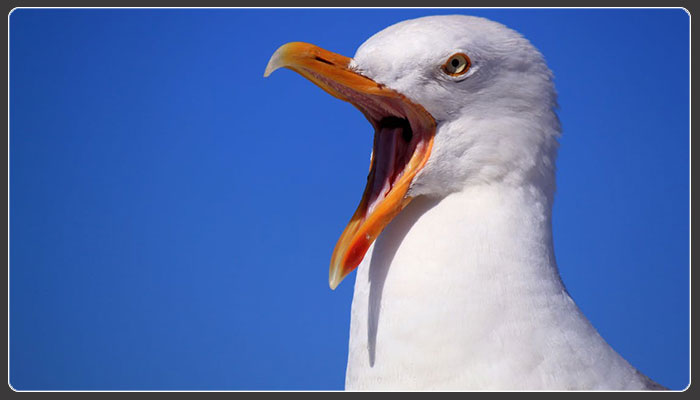 Waste from Landfills Carried to Water by Bird Excrement