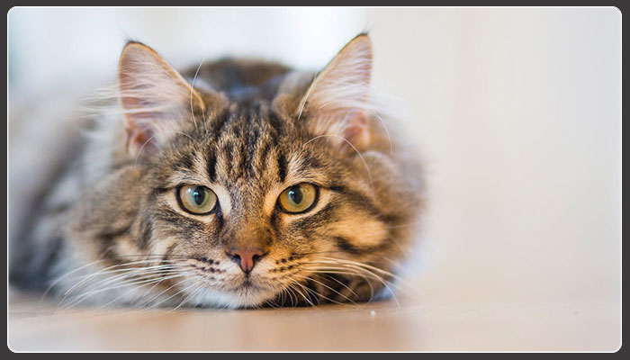 Cat litter now allowed in compost bins