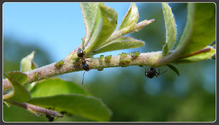 Find out why ants are the new waste management heroes