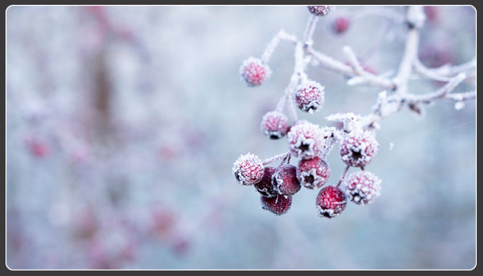 What you Need to Know about Winter Composting