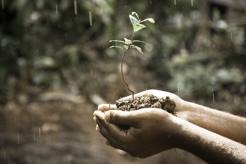 6 Soil Types and the Different Plants Perfect for Each